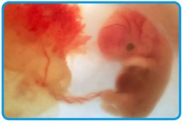 Искусственно выращенные эмбрионы, как сырье для стволовых клеток