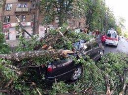 В Киеве поваленные ветром деревья раздавили три машины (ФОТО)