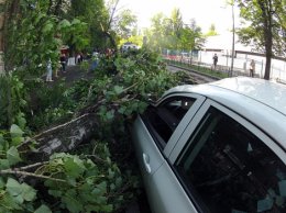 В Киеве поваленные ветром деревья раздавили три машины (ФОТО)