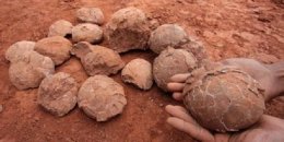 Реально ли возродить динозавра из окаменевших яиц (ФОТО)