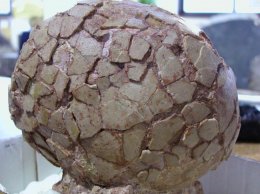 Реально ли возродить динозавра из окаменевших яиц (ФОТО)