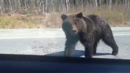 Медведи атаковали трассу на Урале (ВИДЕО)