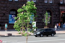 Афера с каштанами: в Италию за саженцами летал специалист по «откатам»