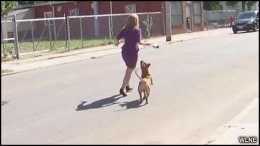 В США питбули напали на журналистку (ВИДЕО)