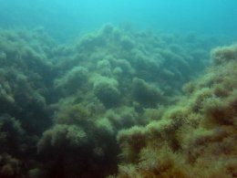 Сенсационная находка на дне Черного моря