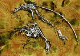 Найден скелет древнего человека возрастом 55 млн лет