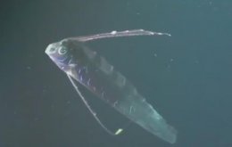 Ученые засняли легендарного морского змея (ВИДЕО)