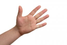 Ученые разгадали загадку регенерации конечностей