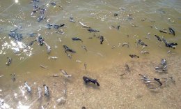 Бердянские пляжи завалены тухлой рыбой (ВИДЕО)
