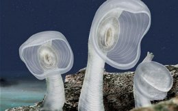 Чудища морские: реальные существа из ваших кошмаров (ФОТО)