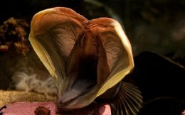 Чудища морские: реальные существа из ваших кошмаров (ФОТО)