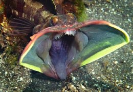 Чудища морские: реальные существа из ваших кошмаров (ФОТО)
