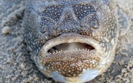 Чудища морские: реальные существа из ваших кошмаров (ФОТО)