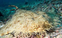 Чудища морские: реальные существа из ваших кошмаров (ФОТО)