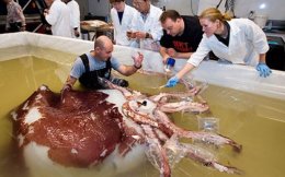 Чудища морские: реальные существа из ваших кошмаров (ФОТО)