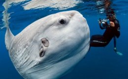 Чудища морские: реальные существа из ваших кошмаров (ФОТО)