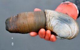 Чудища морские: реальные существа из ваших кошмаров (ФОТО)