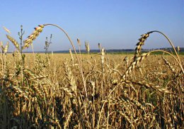 Украине пророчат рекордный урожай зерновых