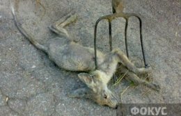 В Бессарабии мужчина вилами убил чупакабру