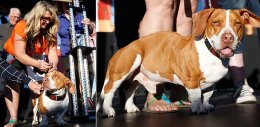 В США прошел конкурс на самую уродливую собаку