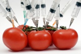 Как распознать ГМО в продуктах