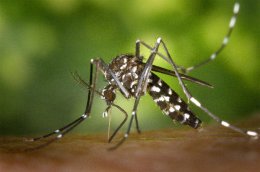 Как защитить себя от комаров