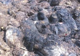 Молния убила сразу 355 овец (ФОТО)