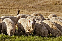 Молния убила сразу 355 овец (ФОТО)