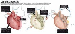 Ученые хотят создать живое сердце (ФОТО+ВИДЕО)