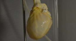 Ученые хотят создать живое сердце (ФОТО+ВИДЕО)