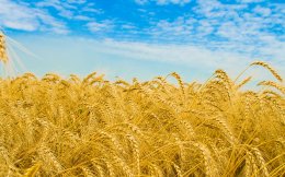 Почему рекордный урожай зерна обернулся для отечественных фермеров катастрофой