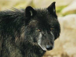 Экзотические питомцы звезд