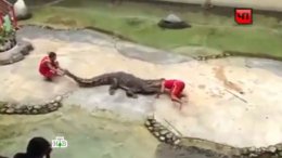 Крокодил едва не откусил голову тайского дрессировщика (ВИДЕО)