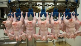 Украина может стать лидером по экспорту курятины