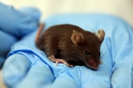 Ученые вызвали у мышей ложные воспоминания (ФОТО)