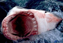 В Бразилии на молодую туристку напала акула (ВИДЕО)