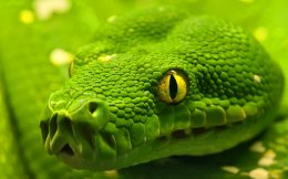 Новый назальный спрей поможет выжить после укуса ядовитой змеи