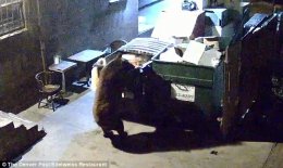 Медведь угнал из ресторана мусорный контейнер с отходами (ВИДЕО)