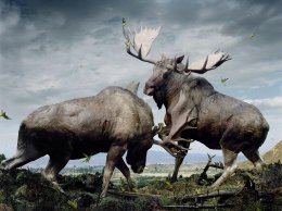 Окружающий мир фотографа Симена Йохана - такой узнаваемый и фантастический одновременно (ФОТО)