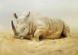 Окружающий мир фотографа Симена Йохана - такой узнаваемый и фантастический одновременно (ФОТО)