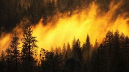 Из-за жары Украине угрожают лесные пожары