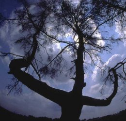 Ученые из США обнаружили деревья-мутанты, которые меняют цвет и форму (ВИДЕО)