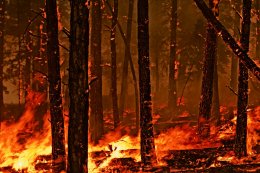 Масштабный лесной пожар в Ивано-Франковской области