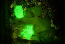 Генная инженерия создала светодиодных кроликов (ФОТО)