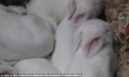 Генная инженерия создала светодиодных кроликов (ФОТО)