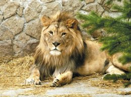 В китайском зоопарке неожиданно залаял лев