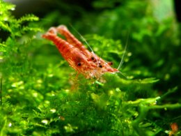 Ученые установили, что креветки продлевают жизнь