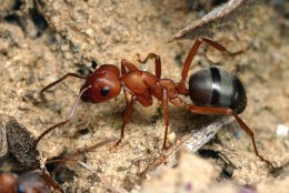 Ученые утверждают, что муравьи угрожают человечеству