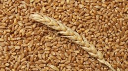 Запрет импорта российского зерна никак не отразится на экономике Украины
