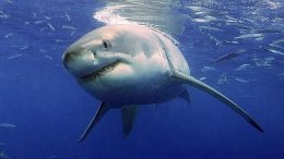 Двадцатилетняя девушка стала жертвой акулы на Гавайях